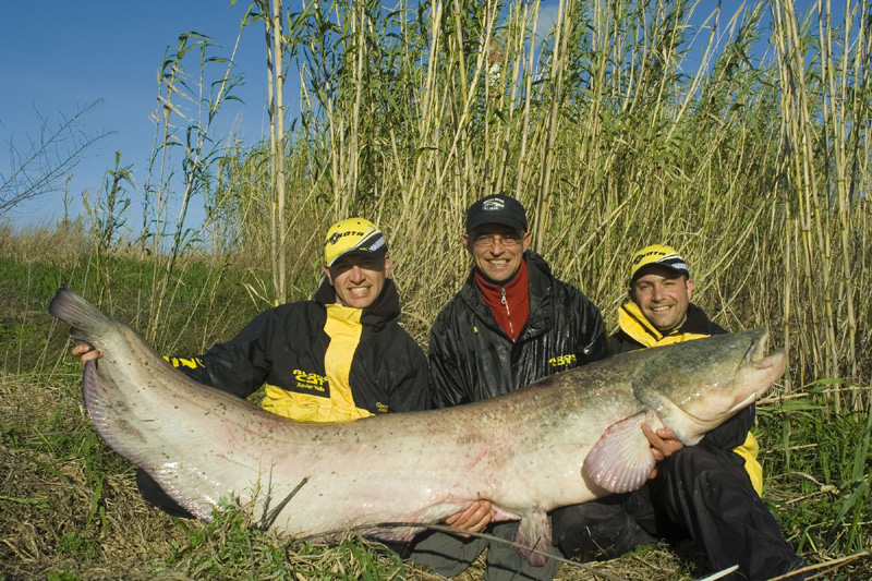 Camargue catfish